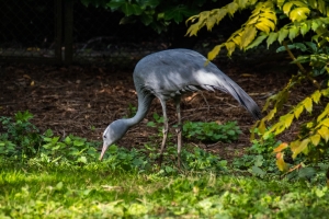 Grue bleue